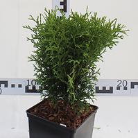 Thuja Occidentalis  Hoseri C3