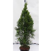 Thuja Occidentalis Smaragd C5