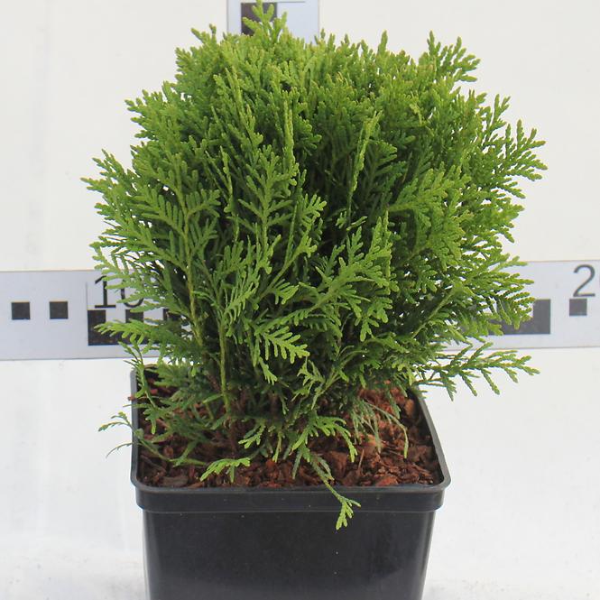 Thuja Occidentalis Danica C3 15-25