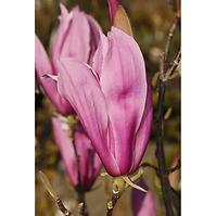 Magnolia SUSAN 100-120 C5