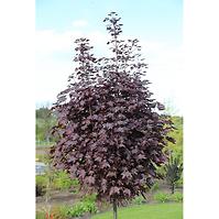 Acer Platanoides Purple Globe 200 - 220 cm C20