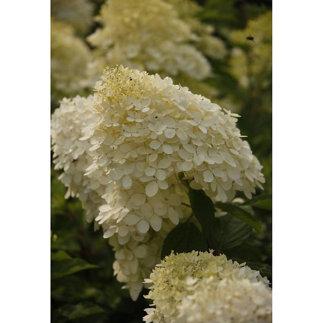 Hydrangea Paniculata Phantom 40 - 60 cm C3