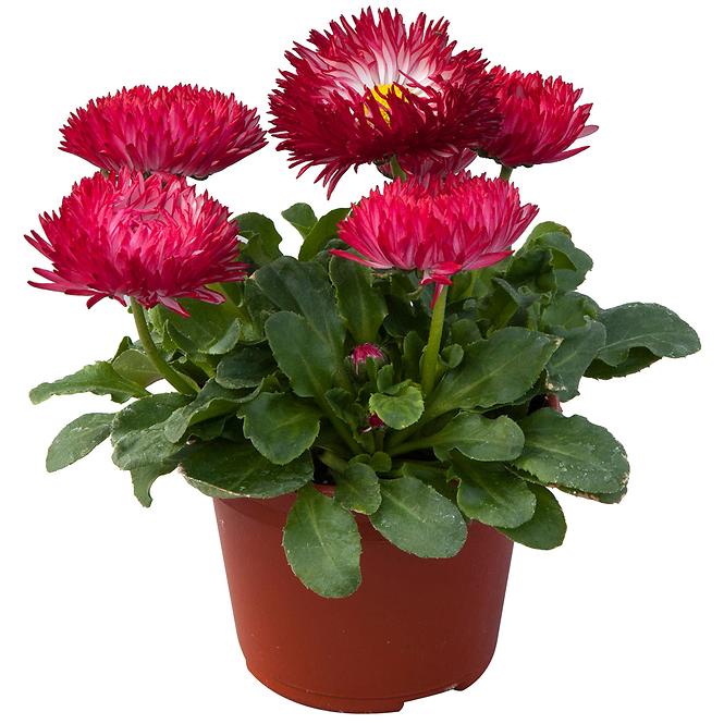 Bellis K9cm