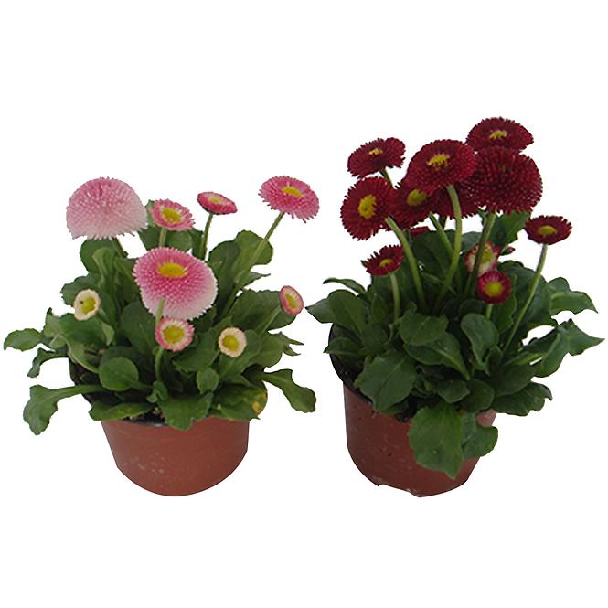 Bellis K9cm