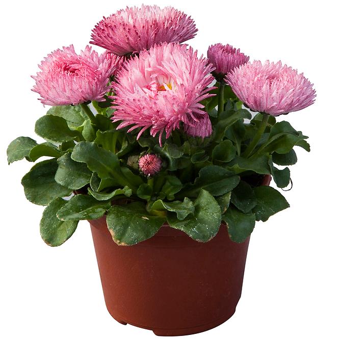 Bellis K9cm