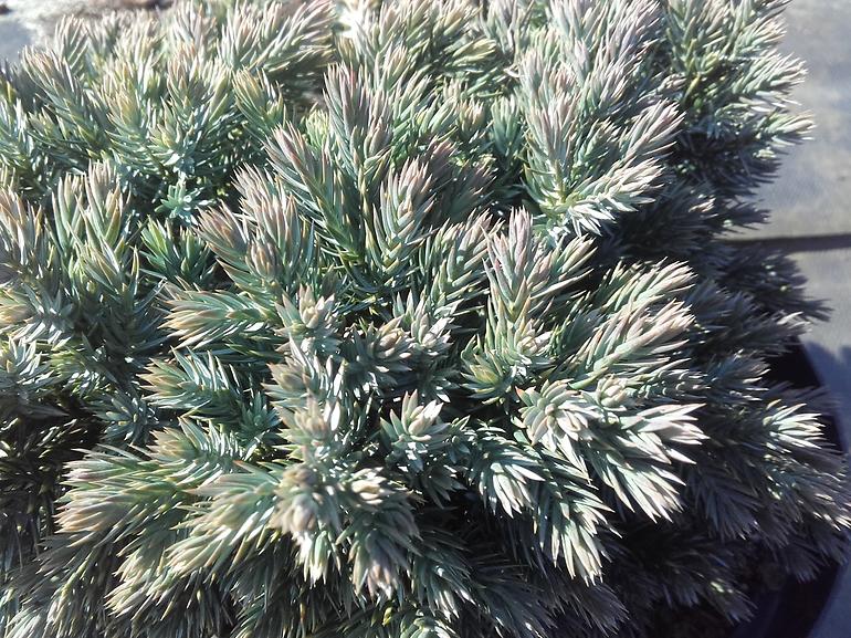 Juniperus squamata blue star c3