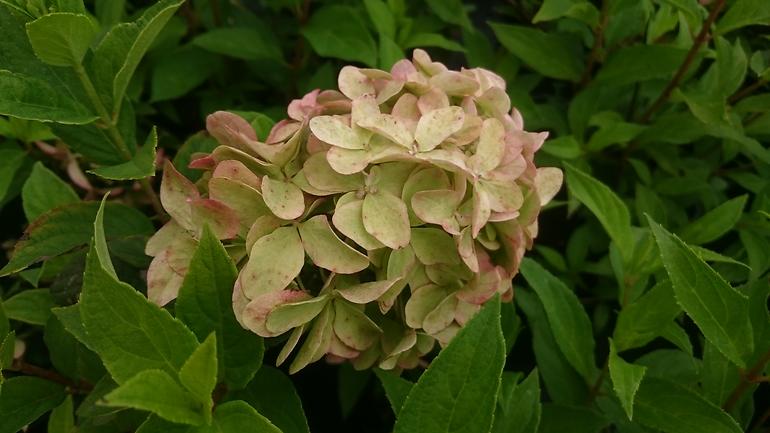 Hydrangea C5