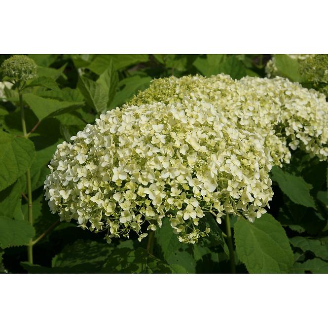 Hydrangea arborescens annabelle 60-80 C5