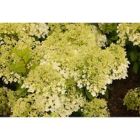 Hydrangea paniculata bobo ilvobo pbr 30-40 C3