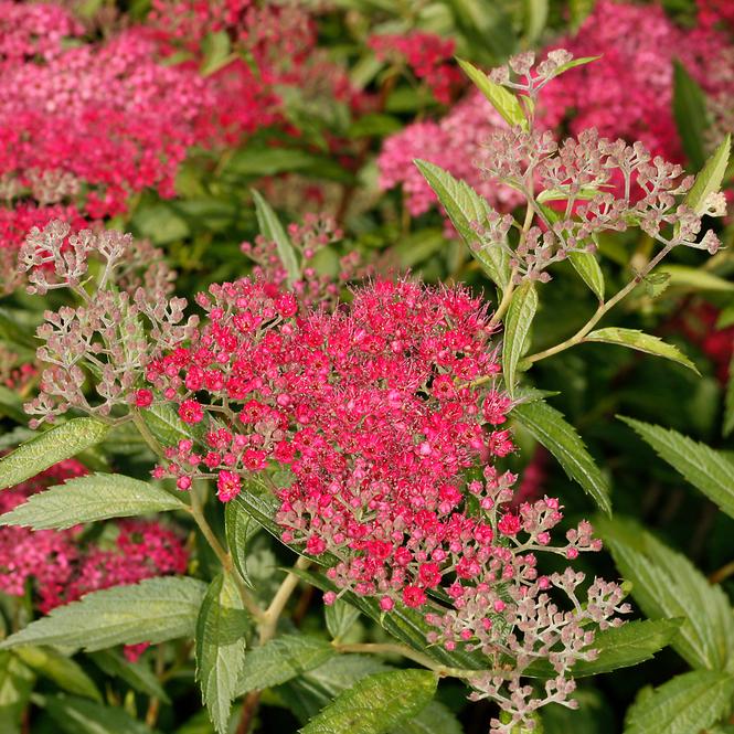 Spiraea japonica darts red 20-30 C2