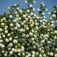 Viburnum opulus roseum 40-60 C3