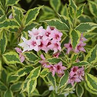 Weigela kosteriana variegata 40-50 C3