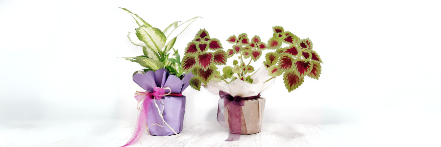Najlepší darček ku Dňu matiek - črepníkové rastliny a izbové kvety ako darčeky ku Dňu matiek