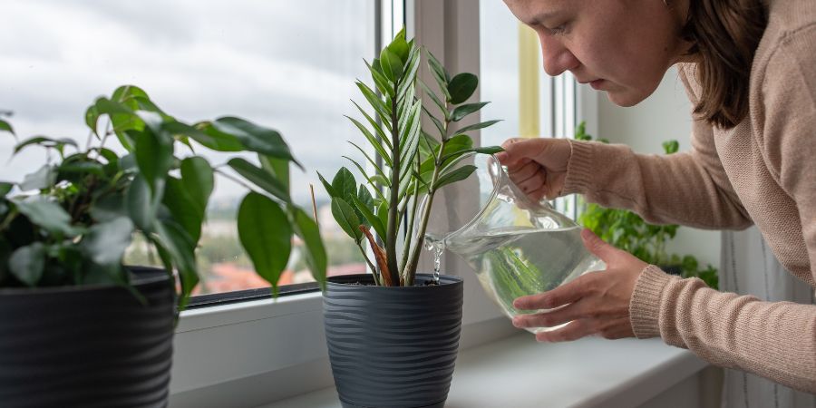 Najlepšie podmienky pre rastliny počas dovolenky majiteľov – ako chránime rastliny pred odchodom?
