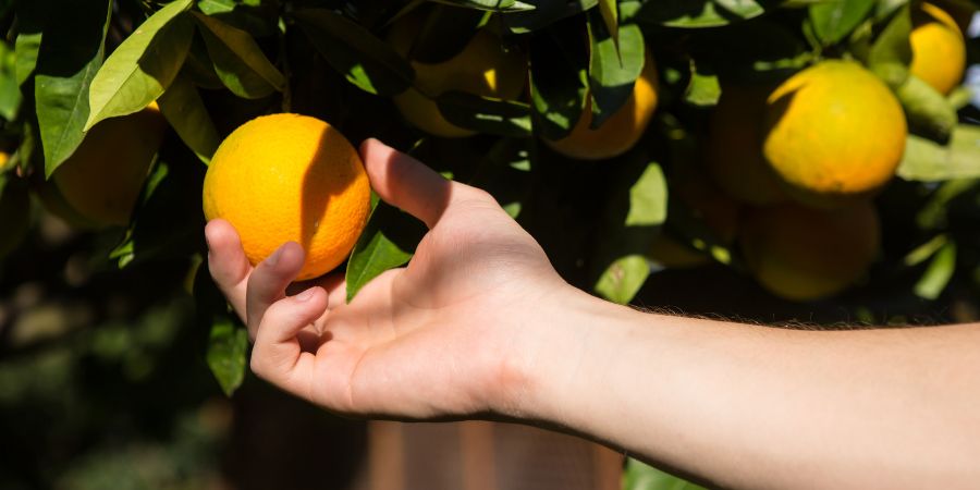 Ako sa starať o citrusový strom? Nezabudnite zalievať citrusové stromy