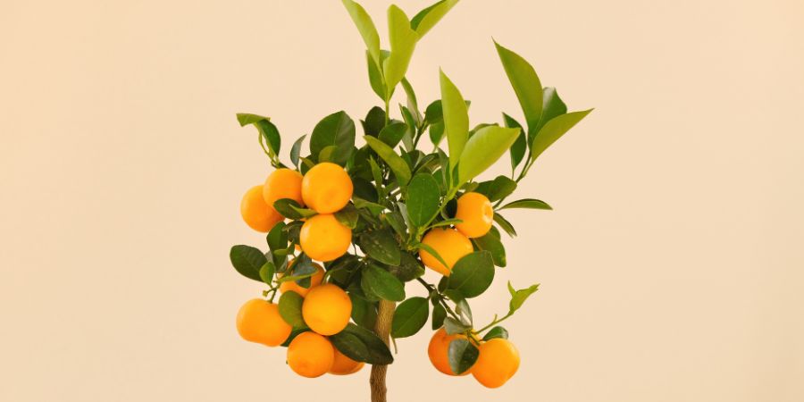 Ako sadiť a hnojiť citrusové plody? Humínové kyseliny a citrusové hnojivá