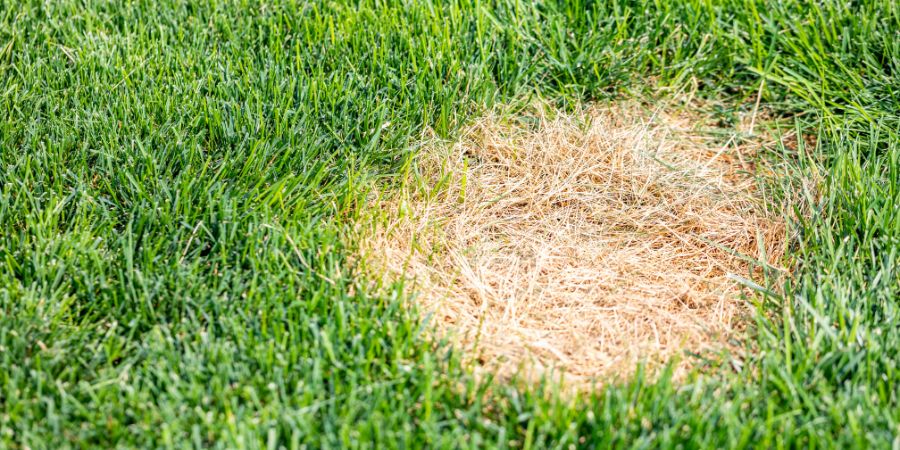 Hnojenie trávnika a predchádzanie vzniku škvŕn na trávniku – ako vplýva nesprávne hnojenie na trávnik? Pomôže domáce hnojivo?