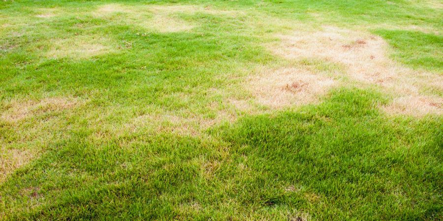 Škodcovia na trávniku – Ako ovplyvňujú škodcovia koreňov tráv váš trávnik?
