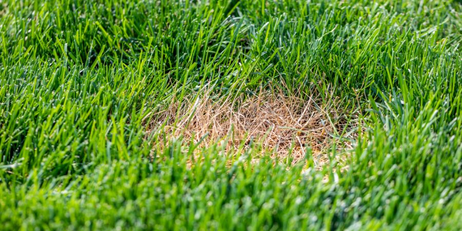 Prevencia žltých škvŕn – správne hnojenie trávnika a pH pôdy. Aké chyby robíme v starostlivosti o trávnik?